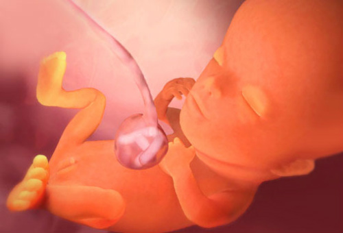 Thai nhi 11 tuần tuổi phát triển rất nhanh, ngoại hình của thai nhi đã có hình dạng đặc trưng của loài người