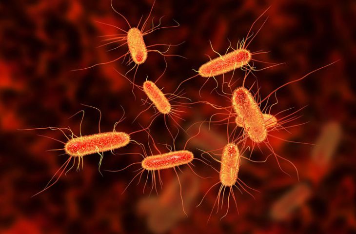 Nhiễm vi khuẩn E.coli là nguyên nhân hàng đầu gây viêm đường tiết niệu