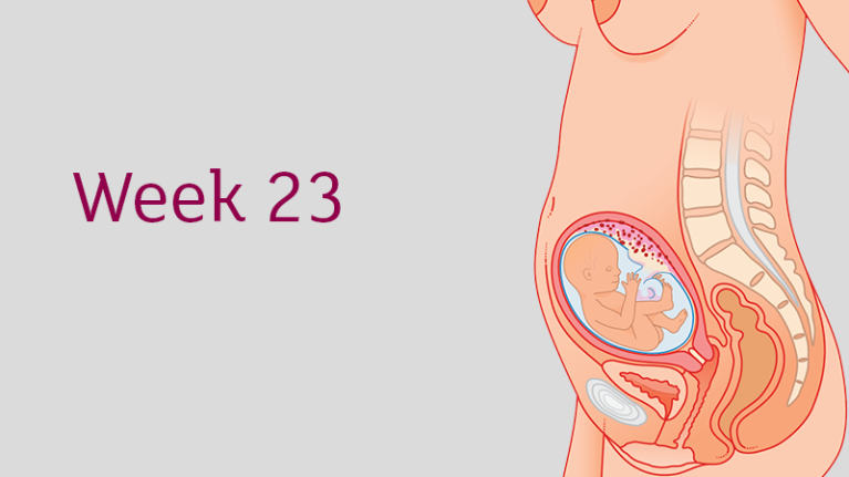 Sự phát triển của thai nhi ở tuần 23