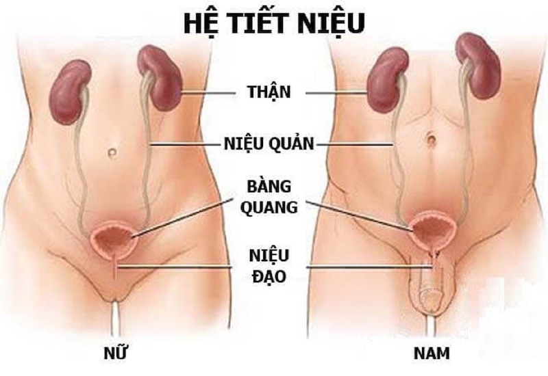 Niệu đạo là ống mỏng kết nối bàng quang với lỗ niệu đạo, giúp bài tiết nước tiểu khỏi cơ thể.