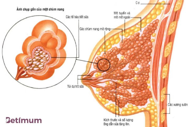 Tuyến vú có vai trò quan trọng trong cơ thể người phụ nữ.