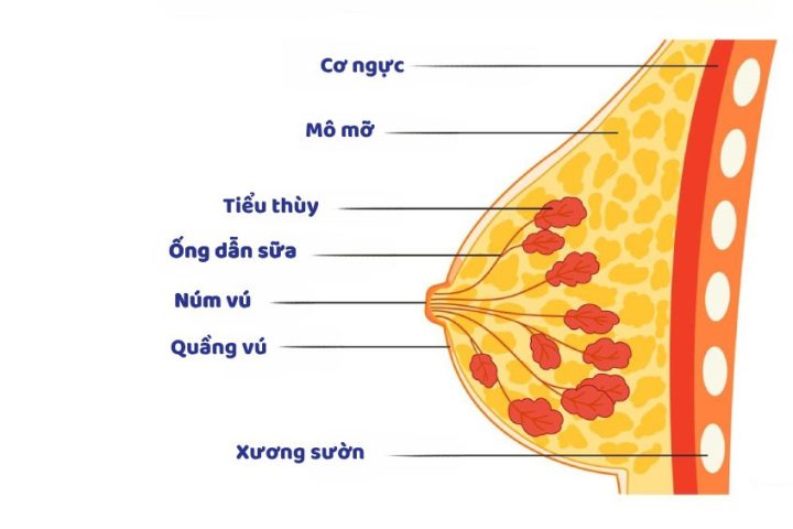 Giải phẫu tuyến vú