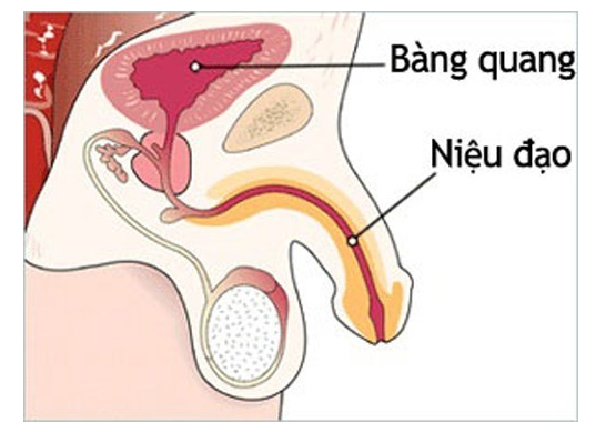 Ở nam giới, niệu đạo dài khoảng 20cm.