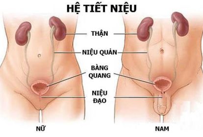 Viêm đường tiết niệu dưới là bệnh lý thường gặp ở nữ giới