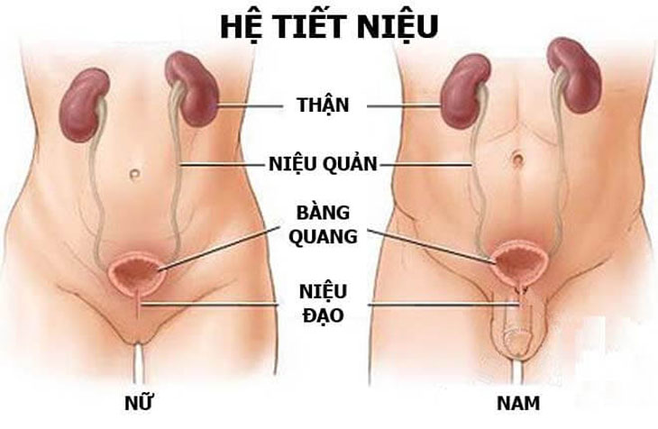 Viêm đường tiết niệu dưới là bệnh lý thường gặp ở nữ giới