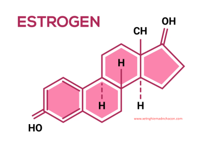 Có 3 loại estrogen