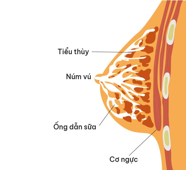 Mất sữa xảy ra khi tuyến sữa ngừng hoạt động sản xuất sữa