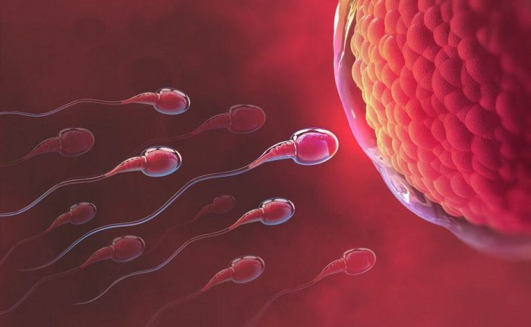 Siêu âm canh trứng giúp dự đoán thời điểm rụng trứng trong điều trị vô sinh