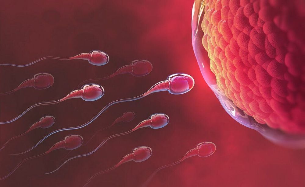 Siêu âm canh trứng giúp dự đoán thời điểm rụng trứng trong điều trị vô sinh