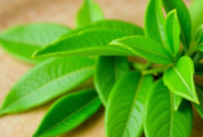 Kết hợp lá trầu không với lá chè xanh là một trong những cách chữa viêm âm đạo bằng lá trầu không.