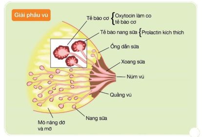 Hình trên chỉ minh họa một số nang, trong đó có 3 nang sữa được phóng to để nhìn rõ các tế bào tiết sữa