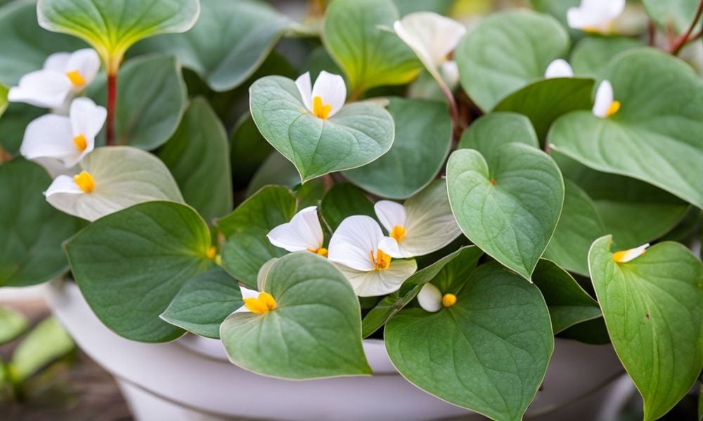 Rau diếp cá thường được dùng để hỗ trợ điều trị bệnh phụ khoa cho nữ giới