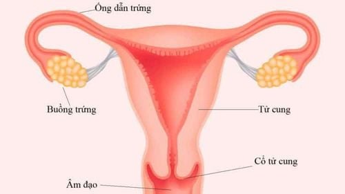 Viêm ống dẫn trứng bắt nguồn từ cổ tử cung