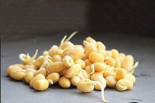 Mầm đậu nành được thu hoạch sau thời gian 3 đến 7 ngày