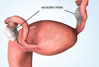 Hai buồng trứng trong cơ thể người phụ nữ