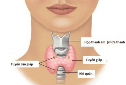 Giải phẫu học tuyến cận giáp (Parahormon - PTH)