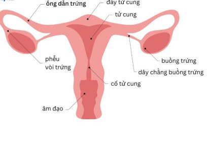 Khả năng sinh sản nữ đề cập đến hoạt động của hệ thống sinh sản giúp người phụ nữ có thể mang thai và sinh con