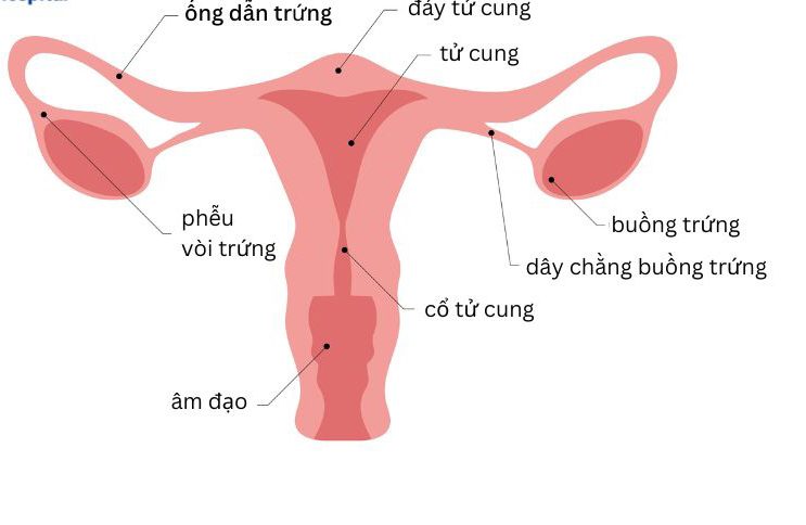 Khả năng sinh sản nữ đề cập đến hoạt động của hệ thống sinh sản giúp người phụ nữ có thể mang thai và sinh con
