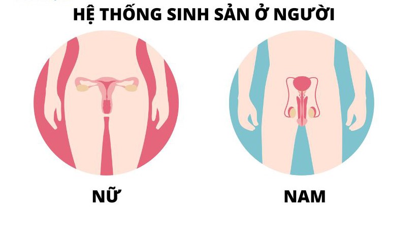 Hệ thống sinh sản giữa nam và nữ là khác nhau