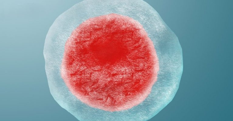 Noãn là một trong những tế bào lớn nhất trong cơ thể con người, kích thước trung bình đạt 0.1mm