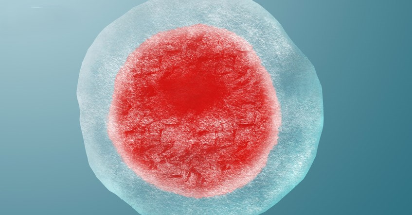 Noãn là một trong những tế bào lớn nhất trong cơ thể con người, kích thước trung bình đạt 0.1mm