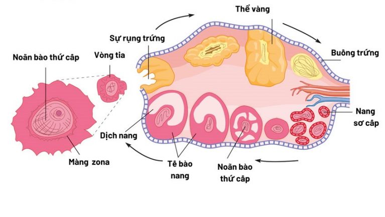 Quá trình hình thành noãn diễn ra liên tục