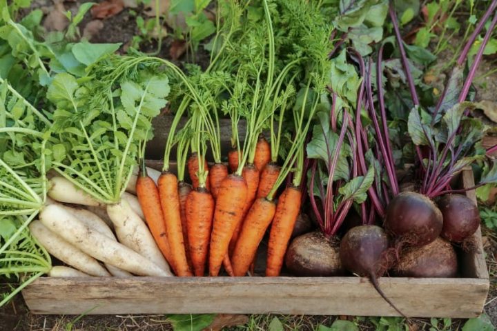 Mẹ bầu nên kết hợp củ cải trắng với nhiều loại rau củ quả khác để đảm bảo chế độ ăn uống đa dạng và cân đối trong thai kỳ