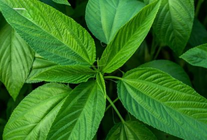 Bầu ăn được rau đay, tốt cho sức khỏe nếu ăn mức độ vừa phải và nấu chín kỹ