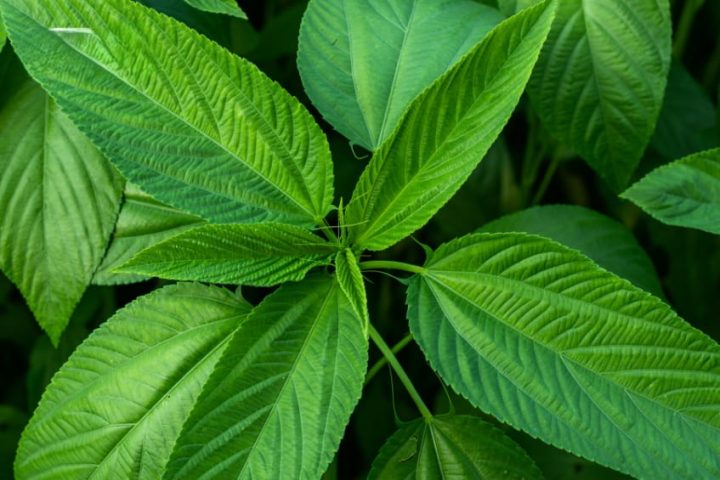 Bầu ăn được rau đay, tốt cho sức khỏe nếu ăn mức độ vừa phải và nấu chín kỹ