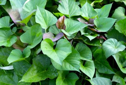 Bà bầu có thể ăn rau lang và đây là loại rau an toàn, giàu dinh dưỡng trong thai kỳ.