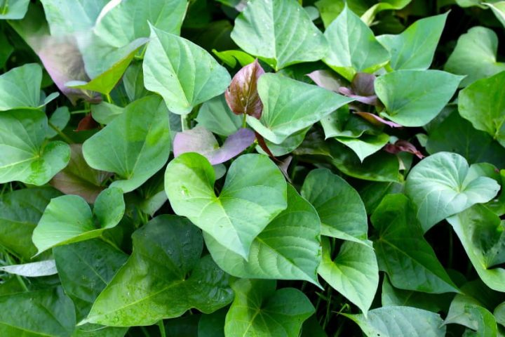 Bà bầu có thể ăn rau lang và đây là loại rau an toàn, giàu dinh dưỡng trong thai kỳ.