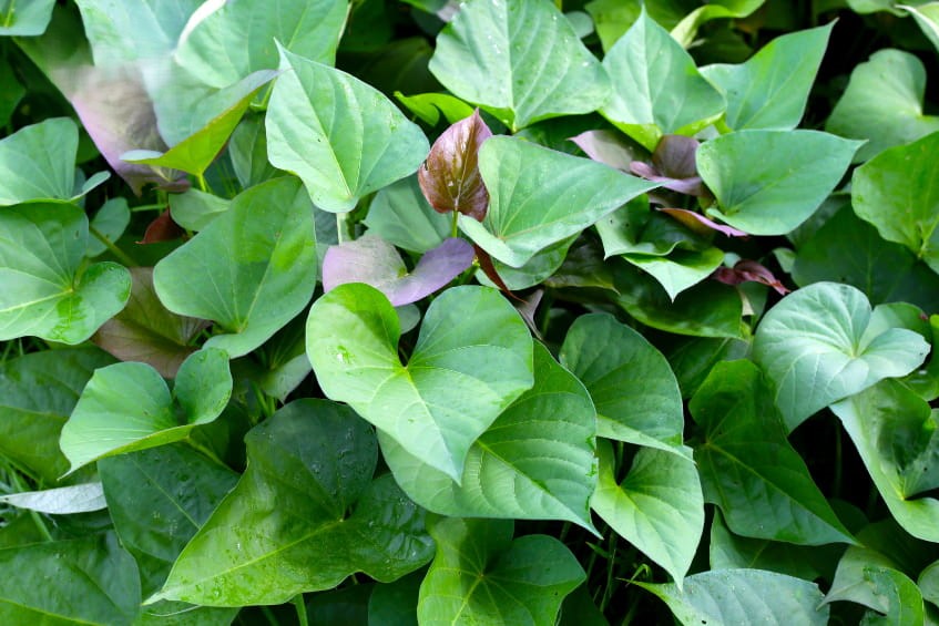 Bà bầu có thể ăn rau lang và đây là loại rau an toàn, giàu dinh dưỡng trong thai kỳ.