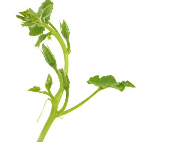 Rau bí chứa nhiều dưỡng chất có lợi cho sức khỏe thai kỳ