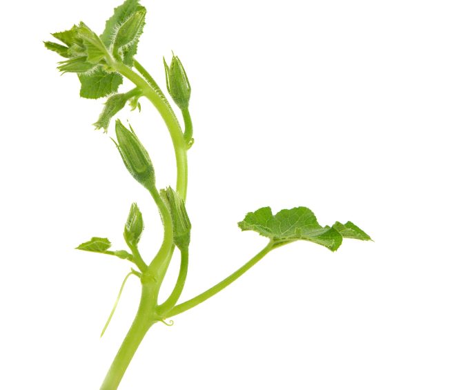 Rau bí chứa nhiều dưỡng chất có lợi cho sức khỏe thai kỳ